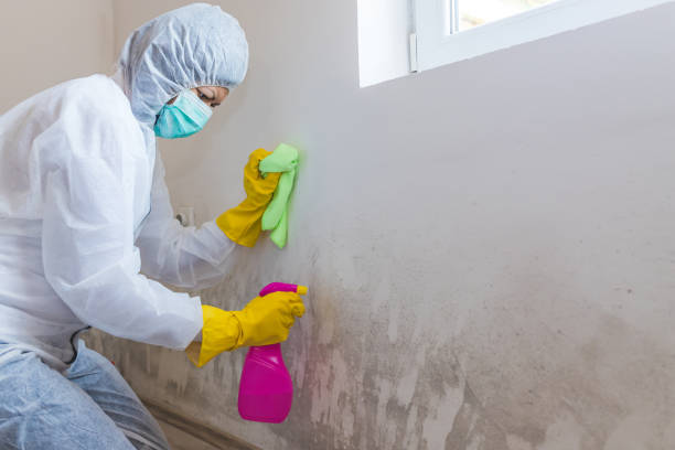 Best Basement Mold Removal  in USA